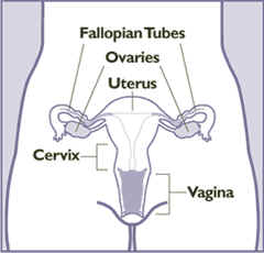Rams Reproductive System