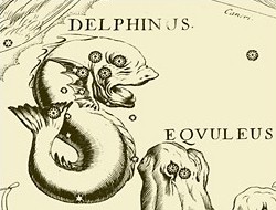 delphinus