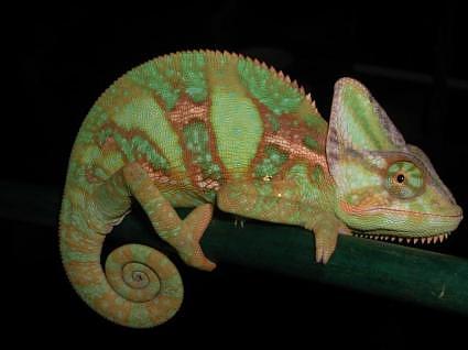 constellation chameleon