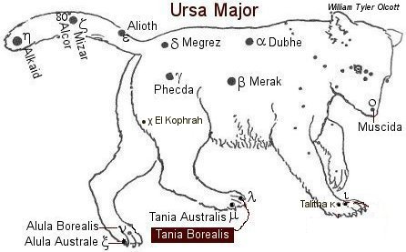 Tania borealis