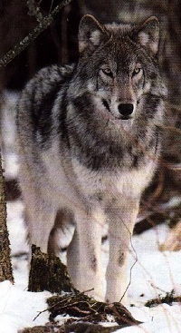 Greywolf